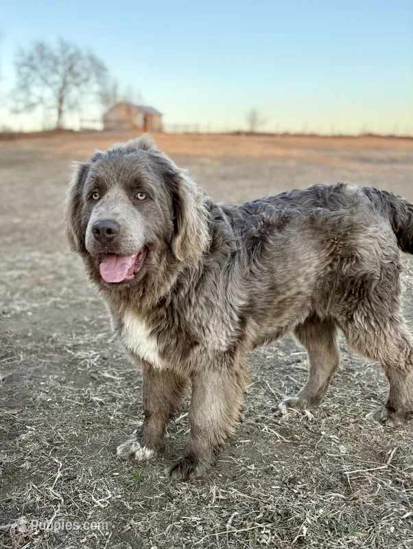 Stormy – Newfoundland puppy for sale in Leigh, NE
