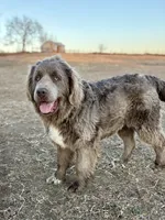 Stormy, a female Newfoundland for sale in Leigh, NE – 1 of 5