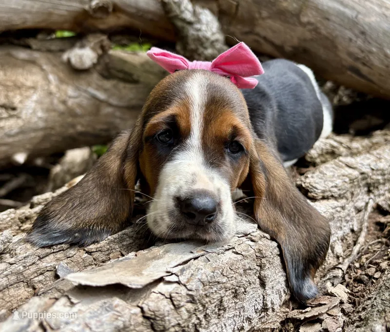 Lemonade – Basset Hound puppy for sale in Leigh, NE