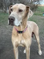 Harley, a female Great Dane for sale in Leigh, NE – 11 of 12