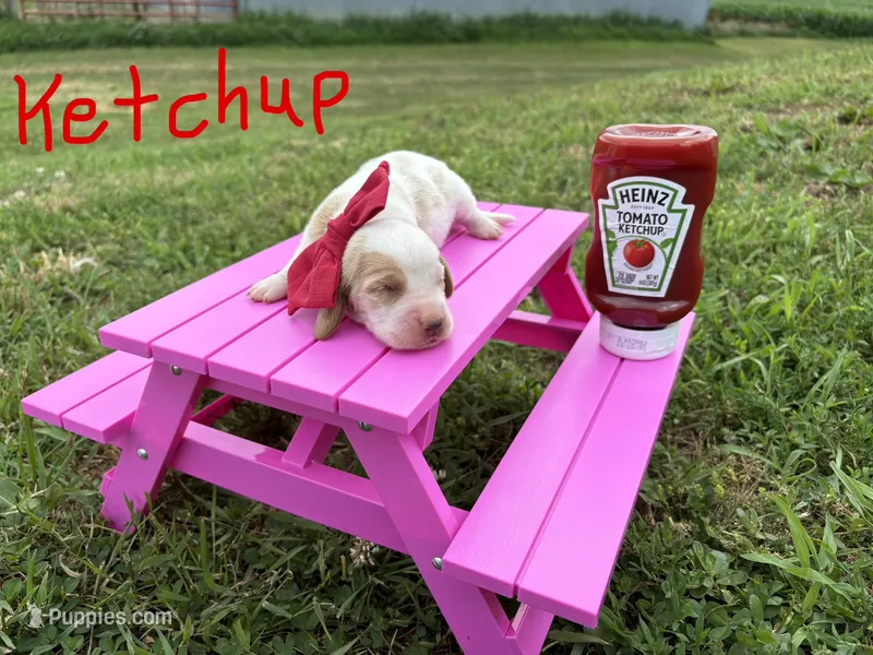 Ketchup – Basset Hound puppy for sale in Leigh, NE