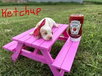 Ketchup, a female Basset Hound for sale in Leigh, NE – 1 of 2