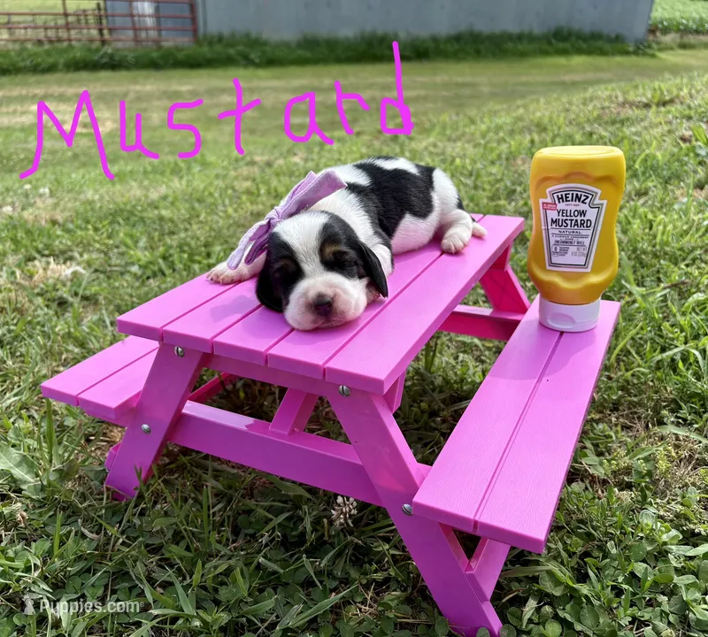 Mustard – Basset Hound puppy for sale in Leigh, NE