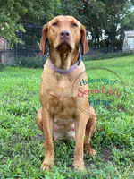 Theodore, a male Labrador Retriever for sale in Leigh, NE – 7 of 7