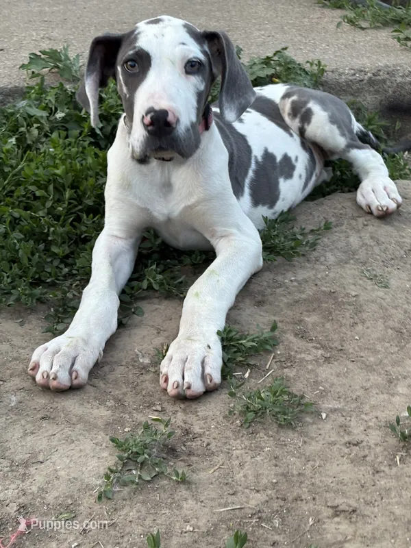 Harley – Great Dane puppy for sale in Leigh, NE