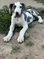 Harley, a female Great Dane for sale in Leigh, NE – 1 of 12