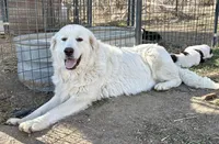 Onyx, a female Great Pyrenees and Newfoundland for sale in Leigh, NE – 8 of 9