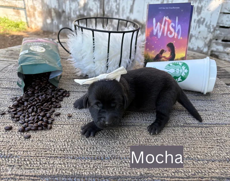 Mocha – Labrador Retriever puppy for sale in Leigh, NE