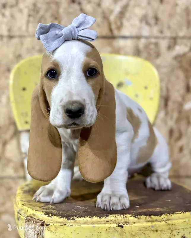 Firecracker – Basset Hound puppy for sale in Leigh, NE