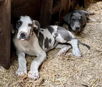 Harley, a female Great Dane for sale in Leigh, NE – 4 of 12