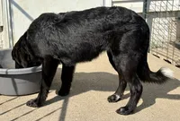Onyx, a female Great Pyrenees and Newfoundland for sale in Leigh, NE – 4 of 9