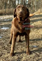 Boba, a male Labrador Retriever for sale in Leigh, NE – 10 of 10