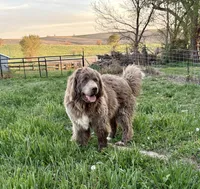Stormy, a female Newfoundland for sale in Leigh, NE – 5 of 5