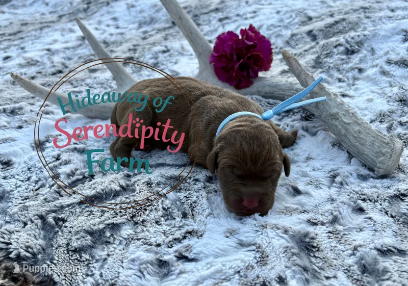 Cappuccino – Labrador Retriever puppy for sale in Leigh, NE