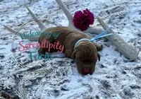 Cappuccino, a male Labrador Retriever for sale in Leigh, NE – 1 of 1