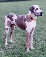 Harley, a female Great Dane for sale in Leigh, NE – 10 of 12