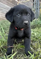 Boba, a male Labrador Retriever for sale in Leigh, NE – 4 of 10