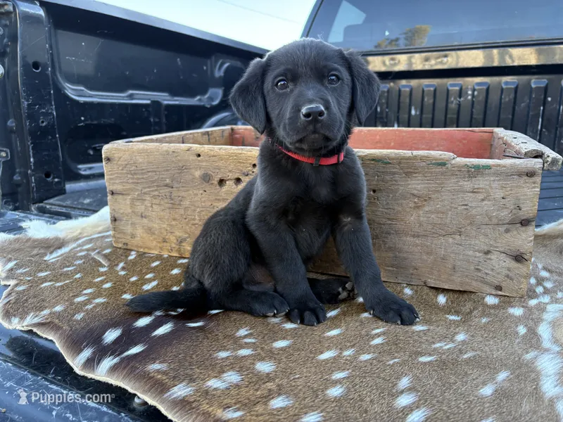 Boba – Labrador Retriever puppy for sale in Leigh, NE