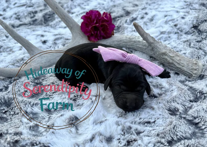 Espresso – Labrador Retriever puppy for sale in Leigh, NE