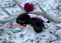 Espresso, a female Labrador Retriever for sale in Leigh, NE – 1 of 1