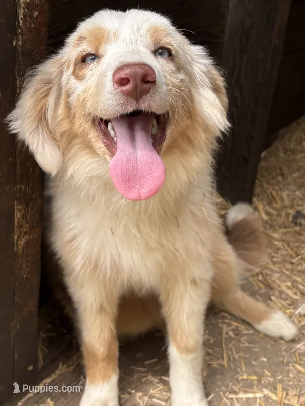 Lily – Australian Shepherd puppy for sale in Leigh, NE