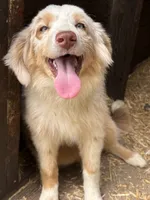 Lily, a female Australian Shepherd for sale in Leigh, NE – 1 of 4