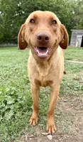 Nora, a female Labrador Retriever for sale in Leigh, NE – 5 of 7