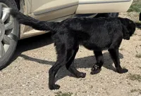 Onyx, a female Great Pyrenees and Newfoundland for sale in Leigh, NE – 7 of 9