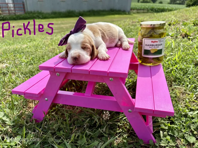 Pickles – Basset Hound puppy for sale in Leigh, NE