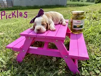 Pickles, a female Basset Hound for sale in Leigh, NE – 1 of 1