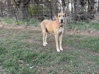 Harley, a female Great Dane for sale in Leigh, NE – 12 of 12