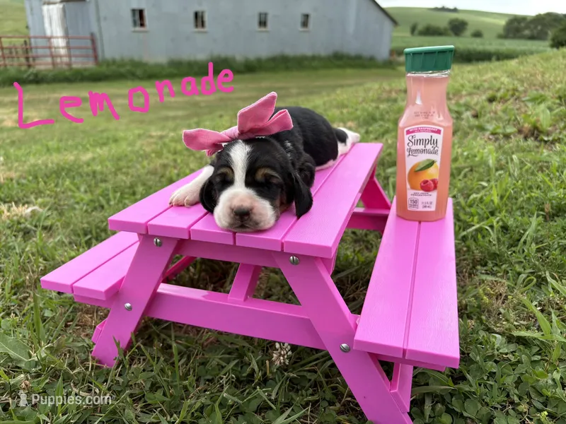 Lemonade – Basset Hound puppy for sale in Leigh, NE