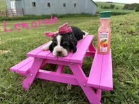 Lemonade, a female Basset Hound for sale in Leigh, NE – 1 of 1
