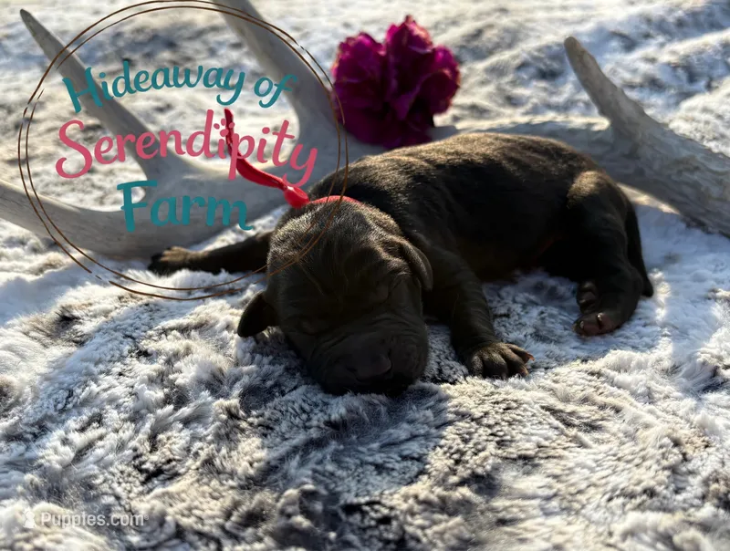 Boba – Labrador Retriever puppy for sale in Leigh, NE