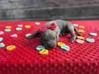 Red #6, a female Great Dane for sale in Leigh, NE – Photo 1 of 6