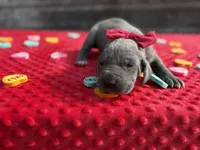 Red #6, a female Great Dane for sale in Leigh, NE – Photo 3 of 6