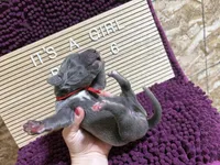 Red #6, a female Great Dane for sale in Leigh, NE – Photo 5 of 6