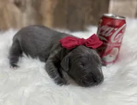 Red #6, a female Great Dane for sale in Leigh, NE – Photo 2 of 6