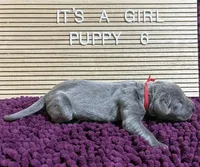 Red #6, a female Great Dane for sale in Leigh, NE – Photo 4 of 6