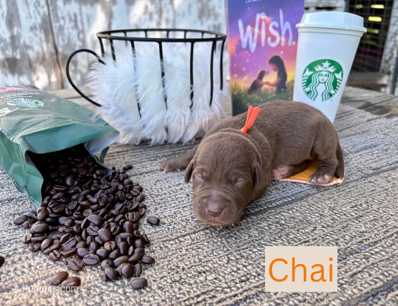 Chai – Labrador Retriever puppy for sale in Leigh, NE