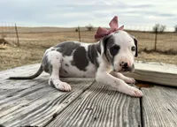 Mauve, a female Great Dane for sale in Leigh, NE – Photo 4 of 4