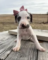 Mauve, a female Great Dane for sale in Leigh, NE – Photo 1 of 4