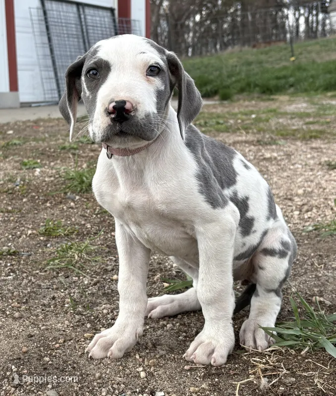 Mauve – Great Dane puppy for sale in Leigh, NE