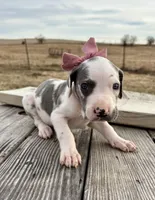Mauve, a female Great Dane for sale in Leigh, NE – Photo 3 of 4
