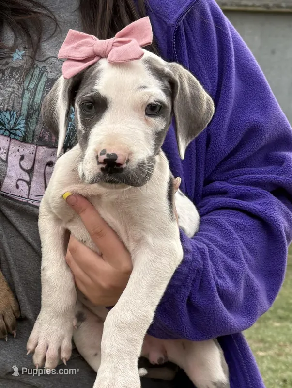 Mauve – Great Dane puppy for sale in Leigh, NE