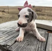 Mauve, a female Great Dane for sale in Leigh, NE – Photo 2 of 4