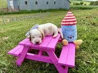Firecracker, a female Basset Hound for sale in Leigh, NE – 1 of 1