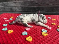 Purple #3, a male Great Dane for sale in Leigh, NE – Photo 3 of 7