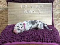 Purple #3, a male Great Dane for sale in Leigh, NE – Photo 6 of 7