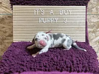 Purple #3, a male Great Dane for sale in Leigh, NE – Photo 7 of 7